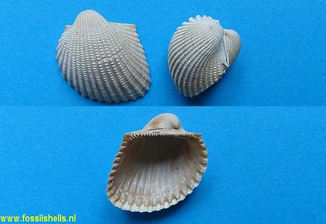 Scapharca riocanensis