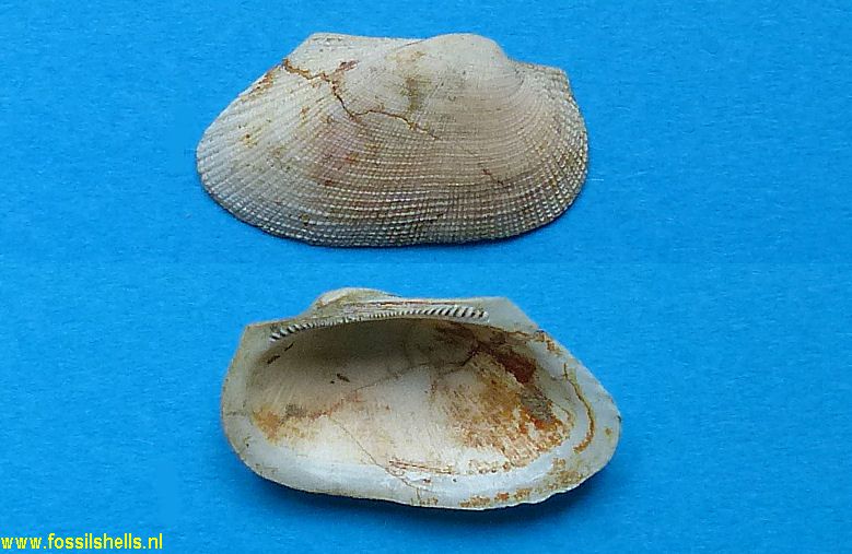 Barbatia bonaczyi