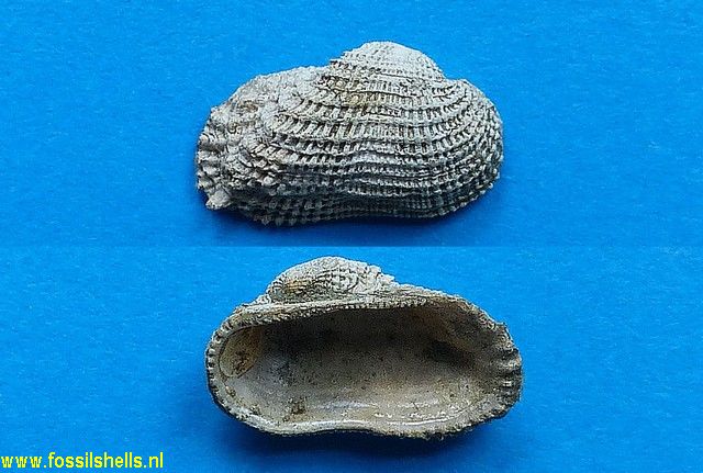 Barbatia reticulata
