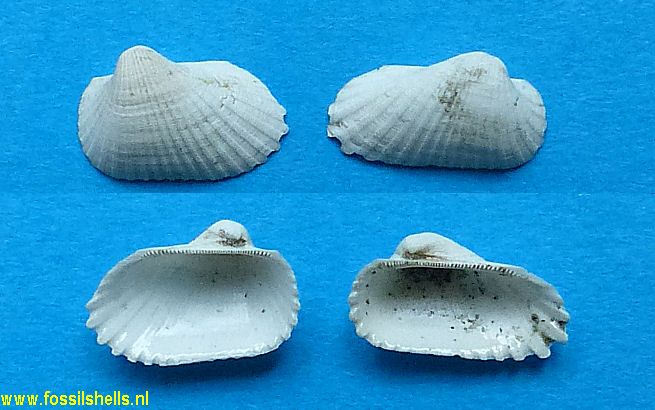 Scapharca cibaoica