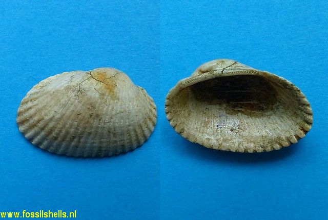 Scapharca inaequilateralis