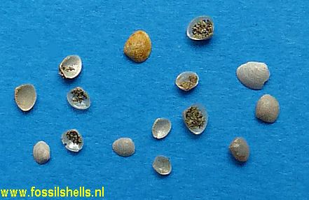 Nucula tenuisculpta