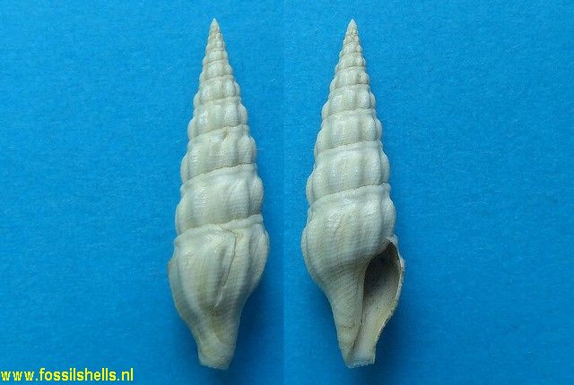 Drillia obeliscus