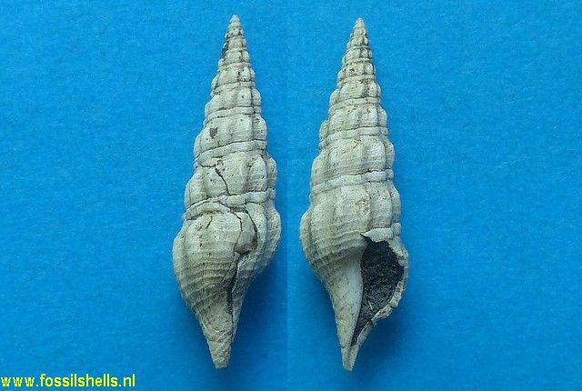 Drillia bellardii