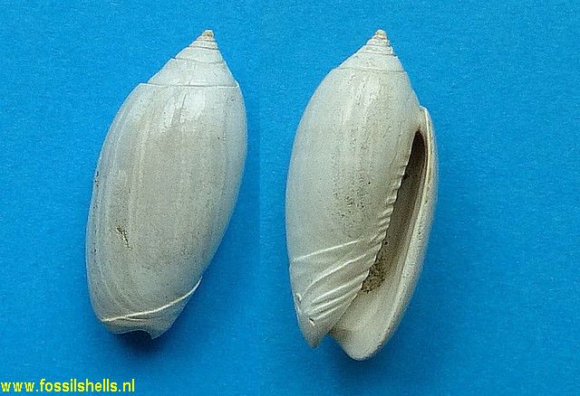 Oliva waltoniana