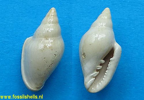 Serrata euancycla