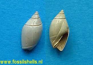 Olivella dasa