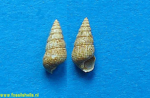 Sandbergeria decussata