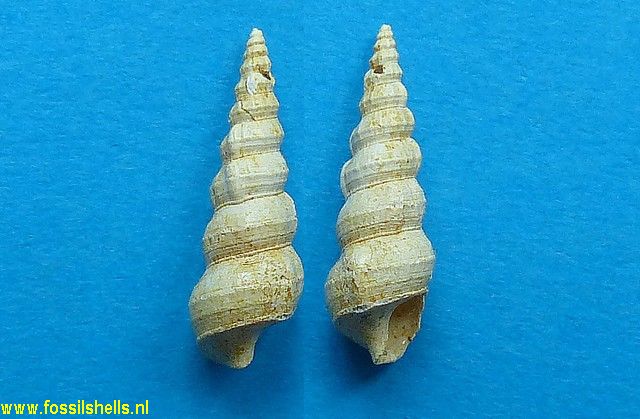 Hemicerithium incommodum