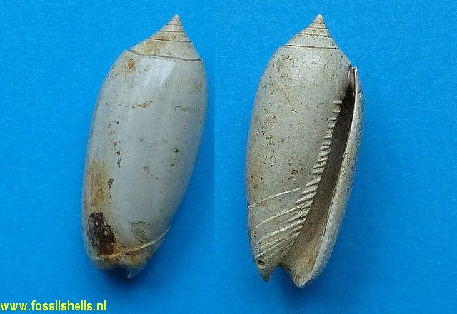 Oliva martensii