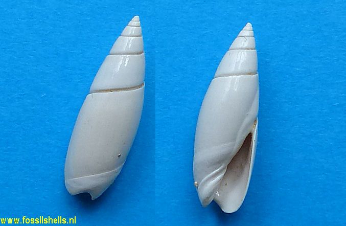Olivella cotinados