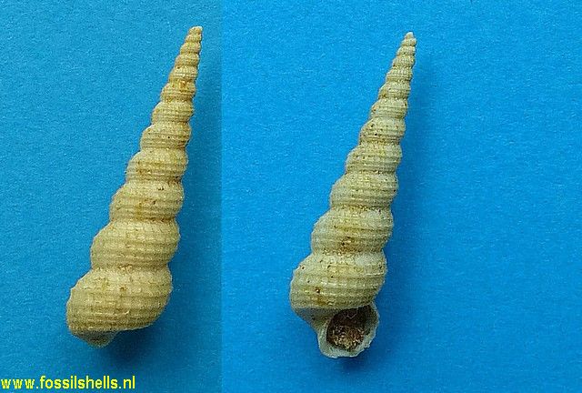 Cirsotrema species