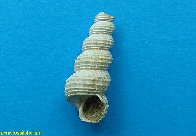 Cirsotrema species