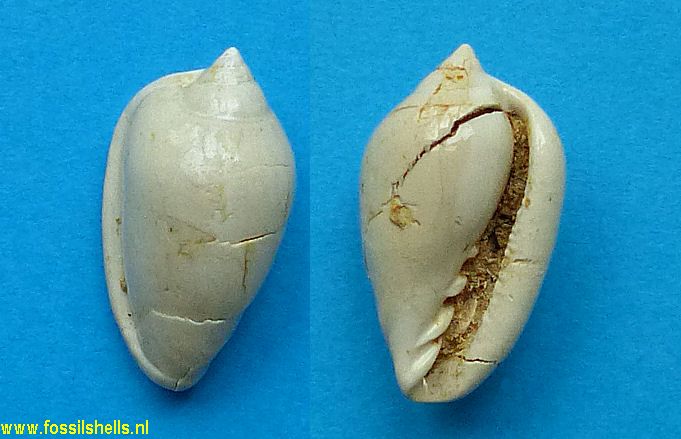 Marginella aurora