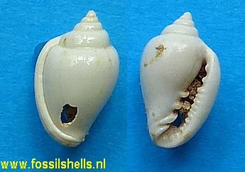 Serrata chipolana