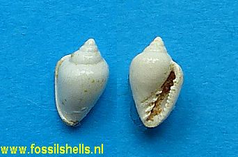 Serrata coloba
