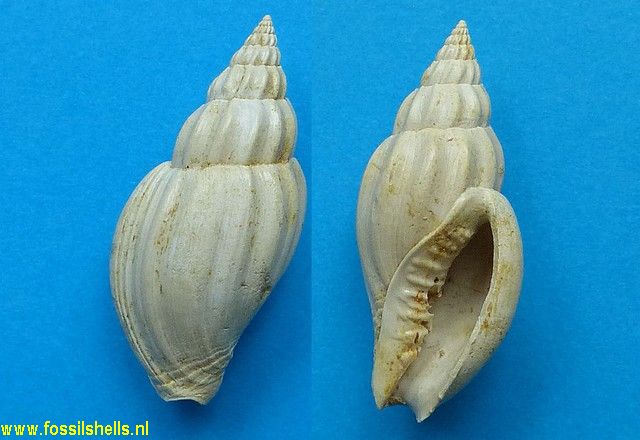 Lyria limata