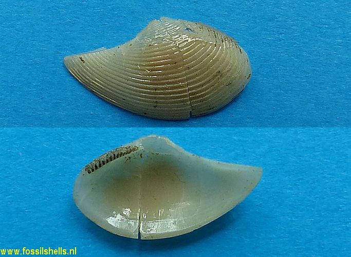 Saccella balboae