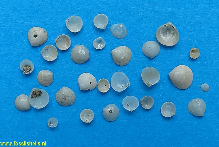 Alveinus rotundus