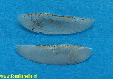 Nucula ensinoides