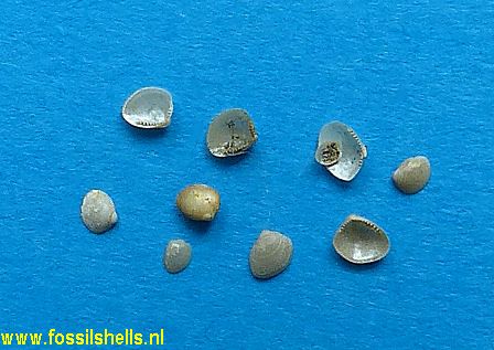 Nucula cahuitensis