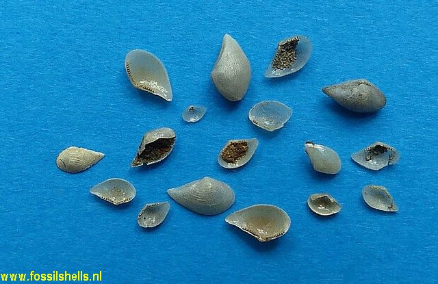 Nucula davilae