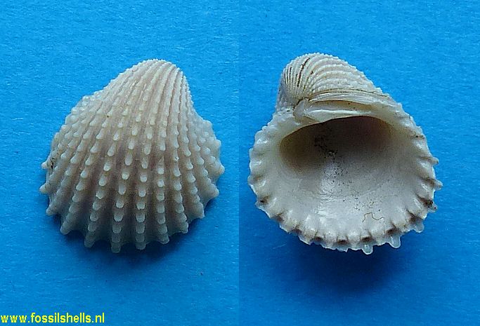 Venericardia conradiana limonensis
