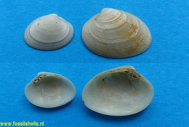 Macrocallista maculata