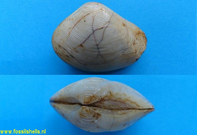 Crassatella reevei