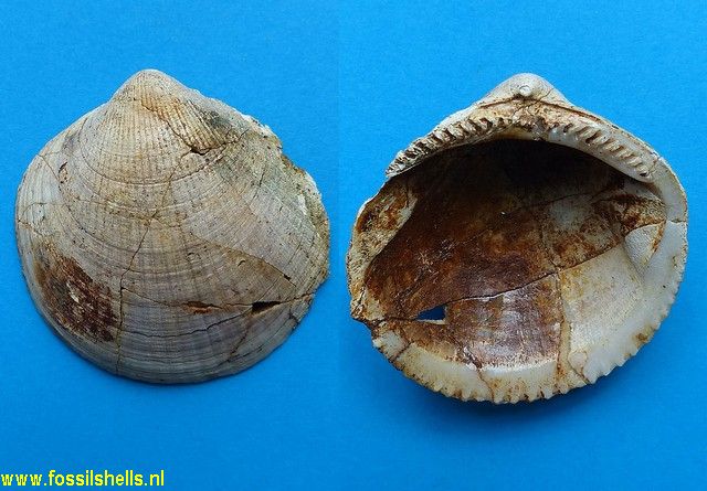 Glycymeris carbasina