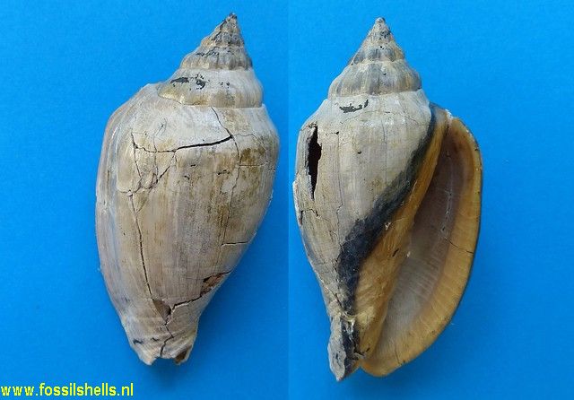 Voluta alfaroi
