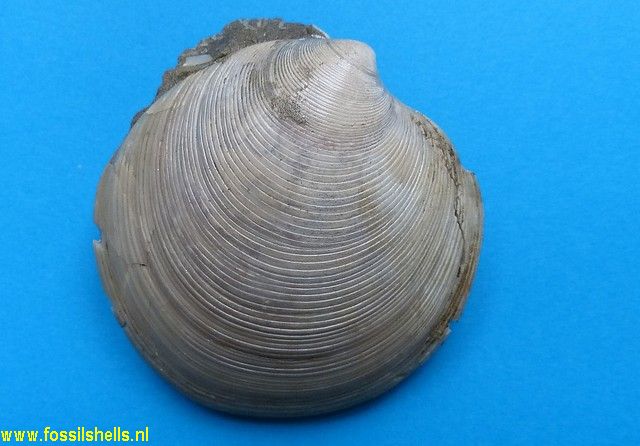 Dosinia acetabulum