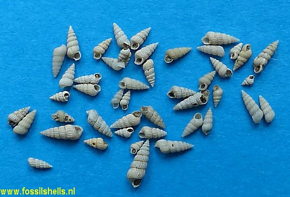 Alabina asperoides canaliculata