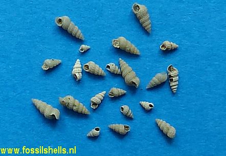 Alabina asperoides asperoides