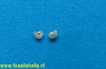 Limacina species