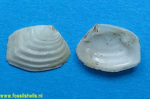 Crassatella species