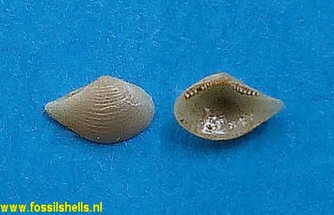 Chione chiriquiensis