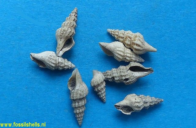 Drillia cerithioides