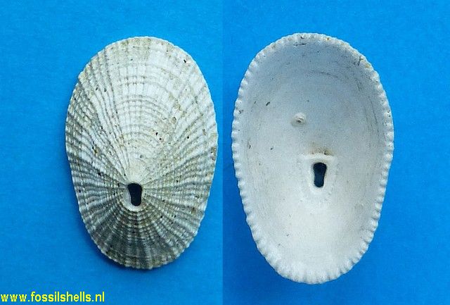 Fissurella graeca
