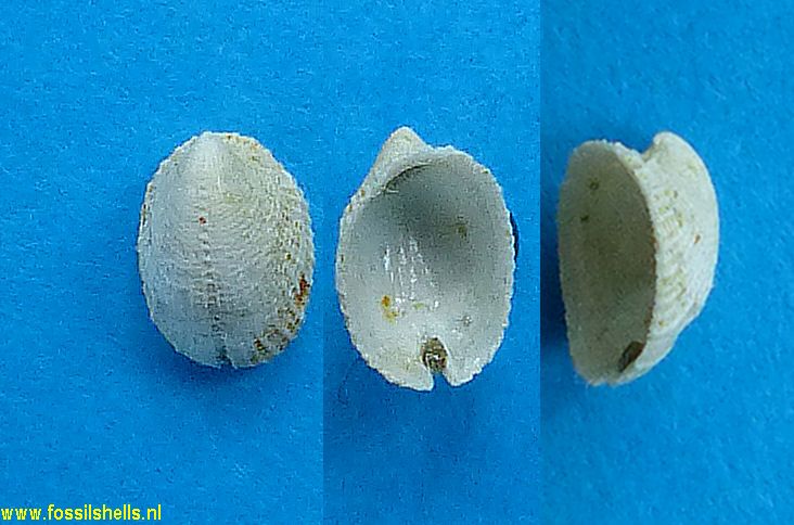 Emarginula clathrataeformis