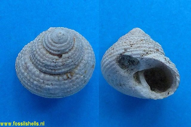 Gibbula pseudaraonis