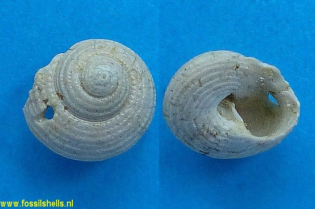 Oxystele patula convexodepressa