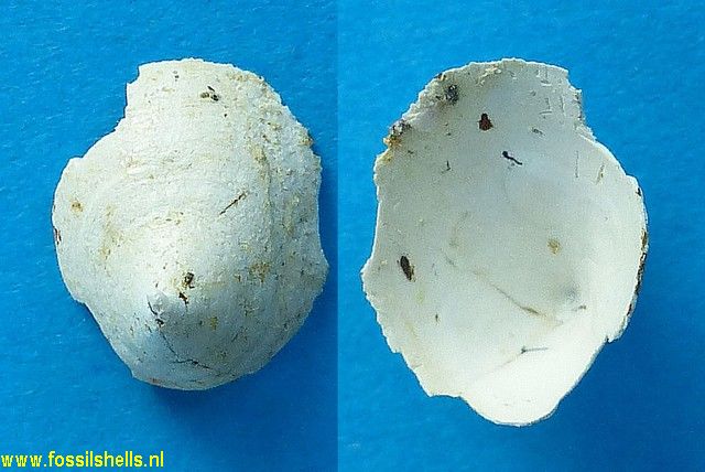 Calyptraea deformis irregularis