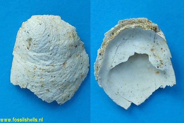 Crepidula cochlearis