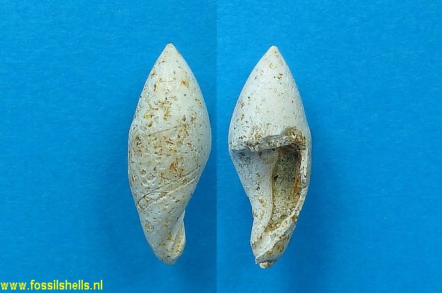 Ancilla obsoleta