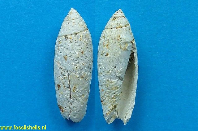 Olivella clavula vindobonensis