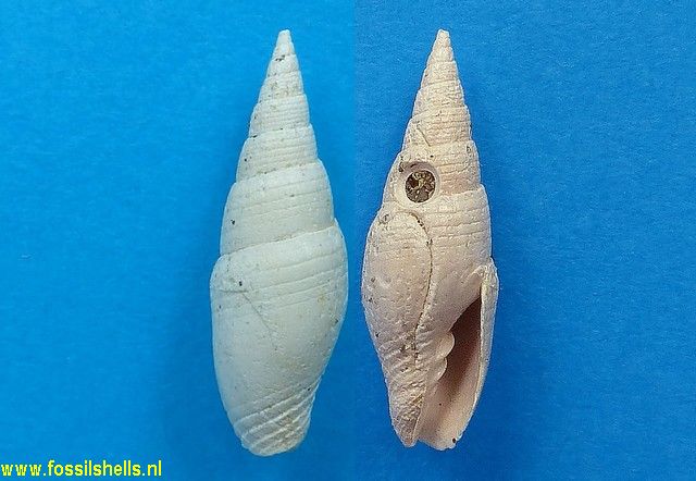 Mitra scrobiculata