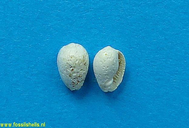 Marginella minuta