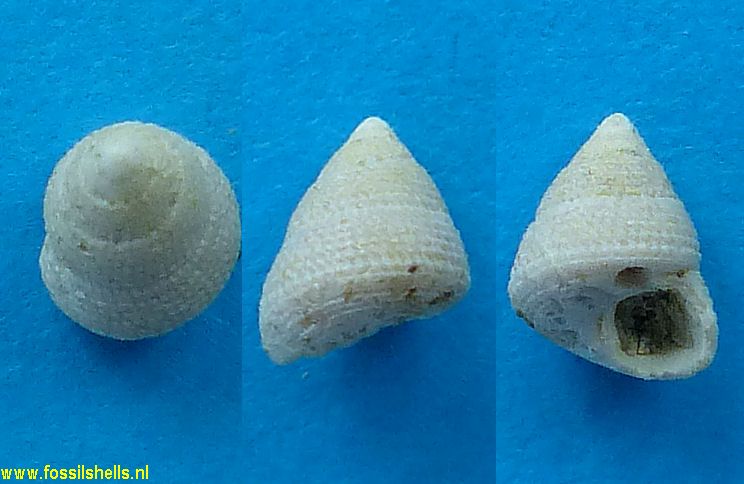 Jujubinus striatus