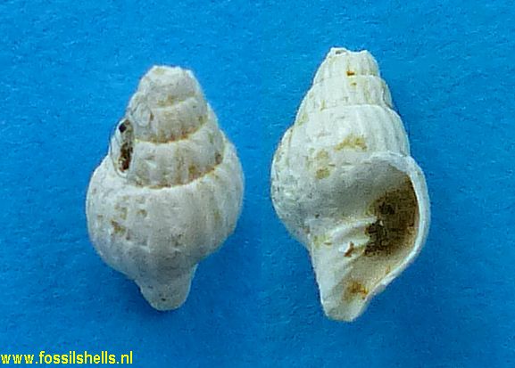 Vexillum species